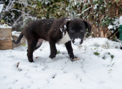 This reader-submitted image shows Zac enjoying his first time in the snow.