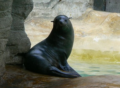File photo of a South American fur seal