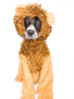 Dog in disguise