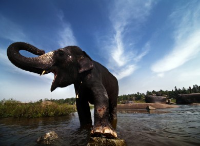 Elephant in India.