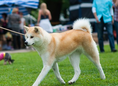 A Japanese Akita dog which is the breed believed to have been walked by the assailant.