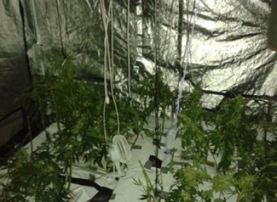 The crude growhouse in Drogheda, Co Louth, in which plants with a potential value of €600k were found.