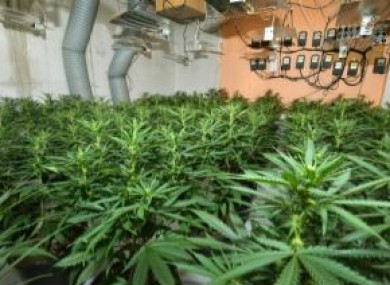 Cannabis plants. (File photo)