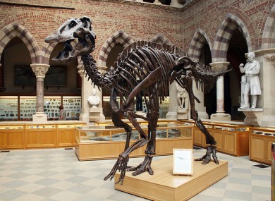 Grown-up edmontosaurus posed by model