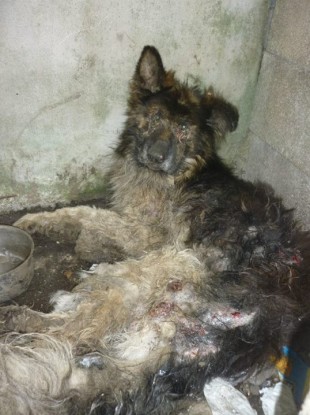 German Shepherd dog discovered by ISPCA in Clare. The dog had to be put down.