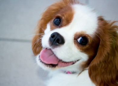 Posed by canine model.