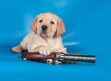 Not actual dog. Or actual gun.