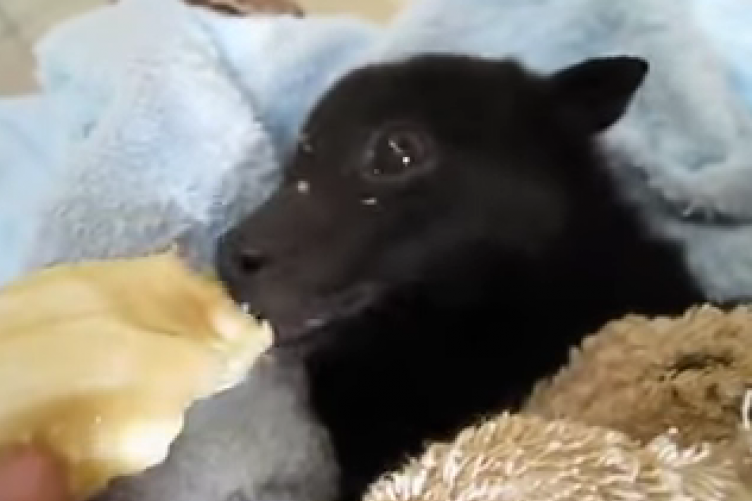 baby bat adorably feasts on a banana steals the internet s heart