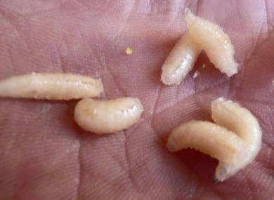 The maggots Swedish police say Irish builders put in a wall to deceive homeowners.