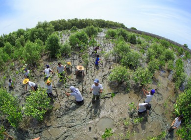 Volunteers join together and plant young tree in deep mud in mangrove reforestation project on September 16, 2014 in Samutsakorn, Thailand.
