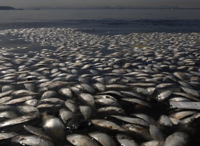 Thousands Of Dead Fish Found Near Rio S Olympic Waters The42