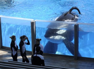 Blackfish is Silly and Inaccurate