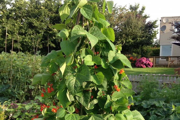 Give Your Garden A Running Start Here S How To Tame Runner Beans