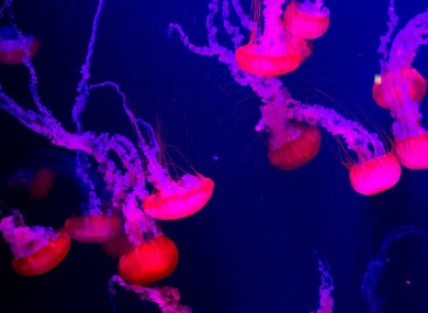 Sea nettles.