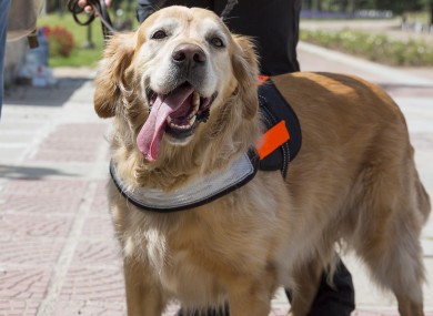File photo of an assistance dog.