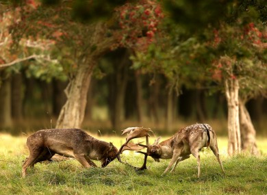 Fallow deer clash antlers during the rutting season in Phoenix Park, Dublin in October.