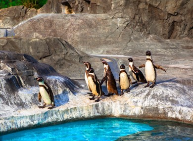 File photo of humboldt penguins