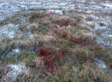 Blood on the grass.