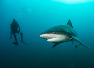The bull shark attack happened off the north-east coast of Australia.