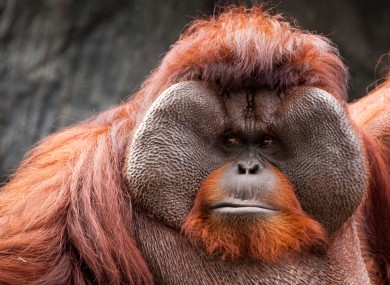 It lets apes demonstrate a preference before they are introduced.