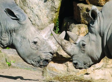 Two White Rhinos at Dublin Zoo.