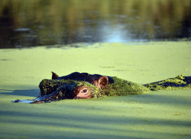 Hippopotami are a common sight on the Okavango River in Namibia.