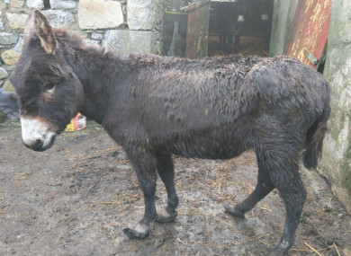 One of the 16 abandoned donkeys