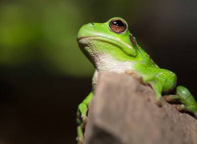 A Bolivian tree frog