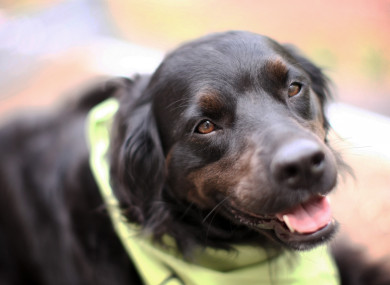 Dogs are used to help people with a variety of conditions, and provide comfort in hospitals.