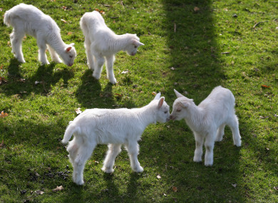 Goats.