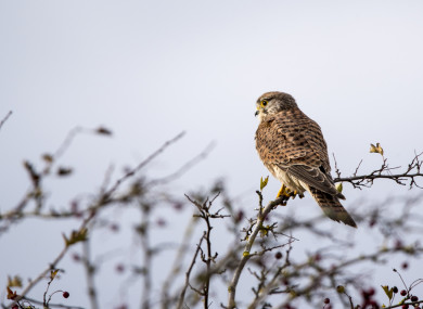 The hen harrier has suffered a 50% decline in numbers in Ireland over the last 40 years.