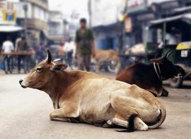 File photo of a cow in the Indian city.