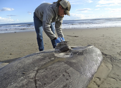 Jessica Nielsen, a conservation specialist, examines a beached hoodwinker sunfish at at Coal Oil Point Reserve in Santa Barbara, California.