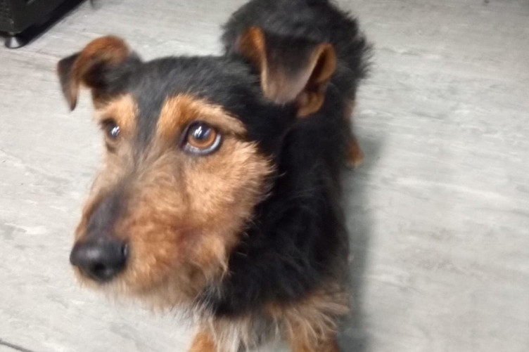 hamish dog irish rail