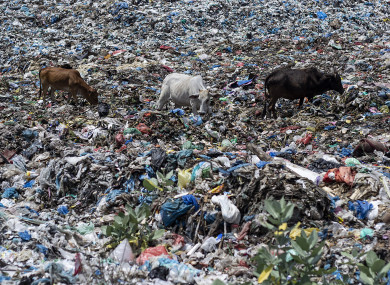 Cows seen feeding at the garbage dump site in Lhokseumawe, Aceh province, Indonesia.