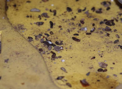 Rodent droppings. (File photo)