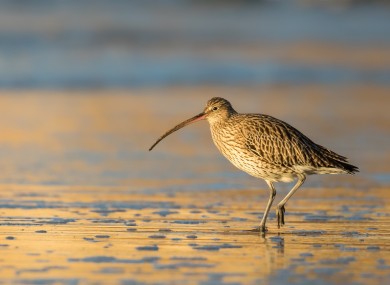 The curlew is on the