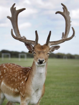 Phoenix Park fallow deer are culled multiple times every year