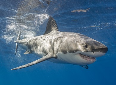 File image of great white shark.