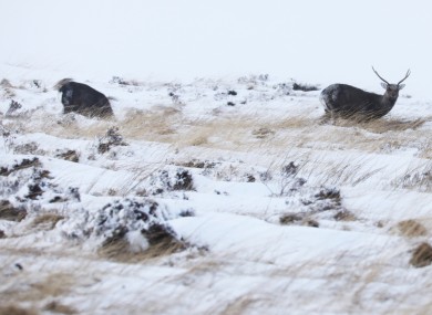 Wild Sika deer search for food in the snow on the Wicklow mountains.