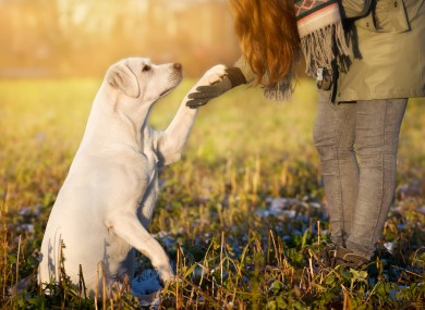 Dog and its owner high 5.
