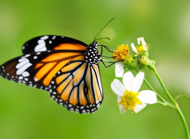Common Tiger butterfly