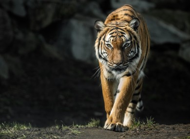 Stock image of a Malayan tiger.