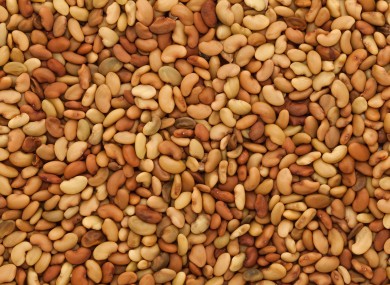 File photo of Alfalfa seeds.
