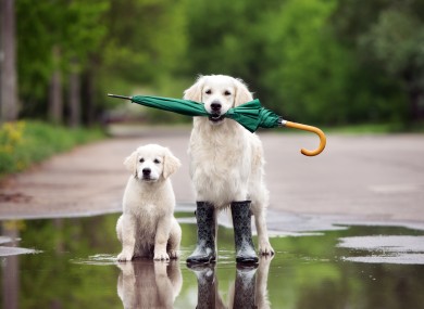 Some very prepared dogs (file photo).