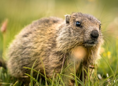 File photo of a marmot.