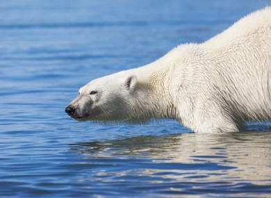 File image: A polar bear swimming in the Arctic waters off Svalbard, Norway.