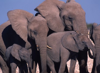 Elephants in central Africa have seen populations tumble