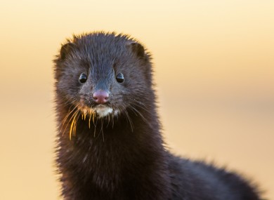 File photo of a mink.