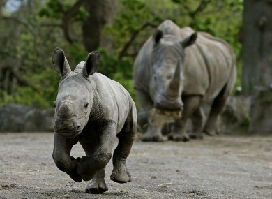 A baby boy Southern White Rhinoceros calf in the Africa Savanna Rhino habitat in Dublin Zoo.